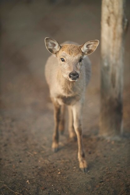 Retrato de un ciervo bebé en una jaula Un pequeño ciervo detrás de una cerca de metal en un zoológico