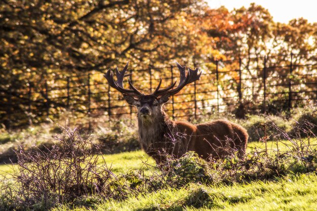 Foto retrato de un ciervo en un campo en otoño