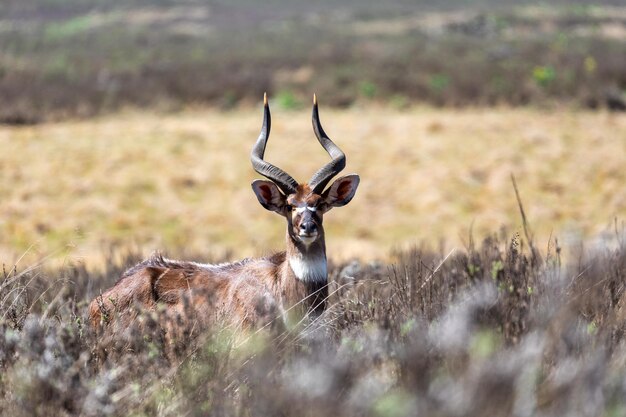 Foto retrato de un ciervo en el campo