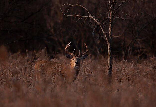 Foto retrato de un ciervo en un campo