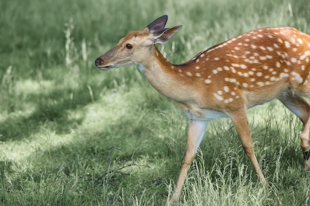 Retrato de un ciervo manchado en el bosque