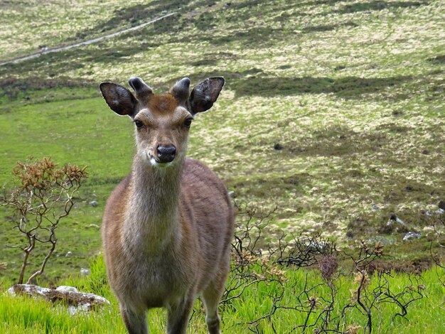 Retrato de un ciervo de pie en el campo