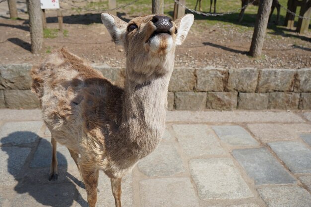 Retrato de un ciervo de pie en el zoológico