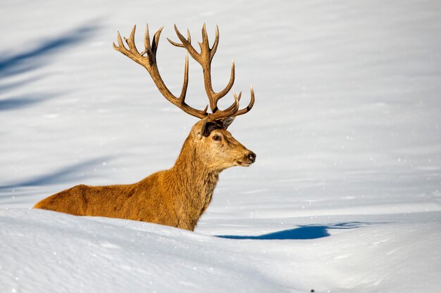 Retrato de ciervo sobre el fondo de nieve y bosque