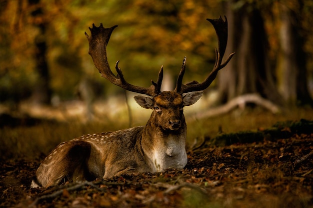 Foto retrato de un ciervo en tierra