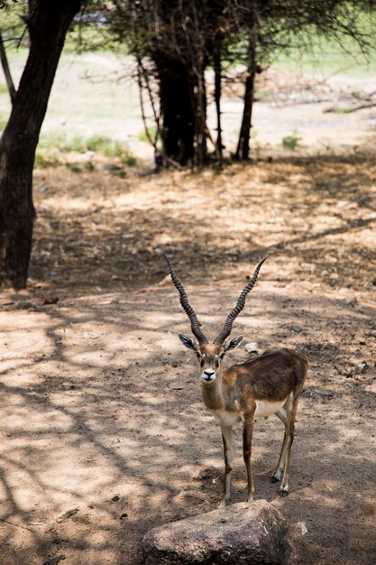 Foto retrato de un ciervo en tierra