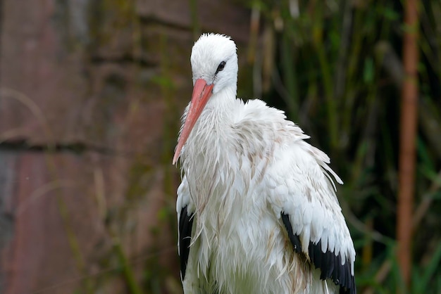 Retrato de una cigüeña blanca