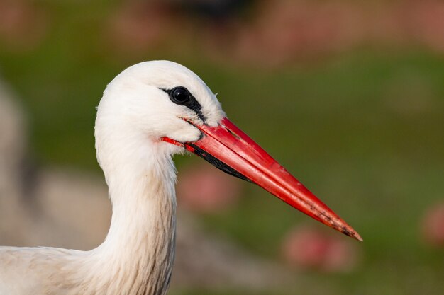 Retrato de una cigüeña elegante