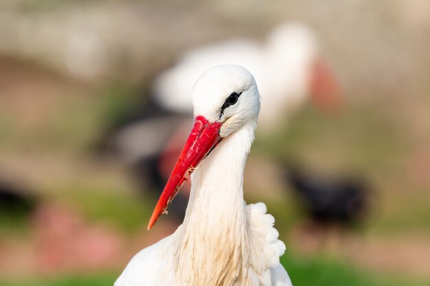 Retrato de una cigüeña elegante