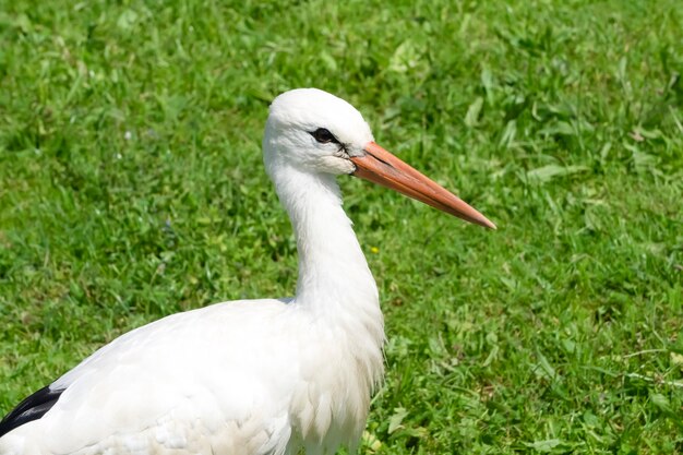 Retrato de una cigüeña en estado salvaje sobre un fondo de hierba verde cerca del lago. Observación de aves y aves silvestres en la naturaleza. Foto de alta calidad