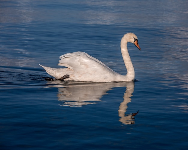 Retrato de cisne blanco en alta mar