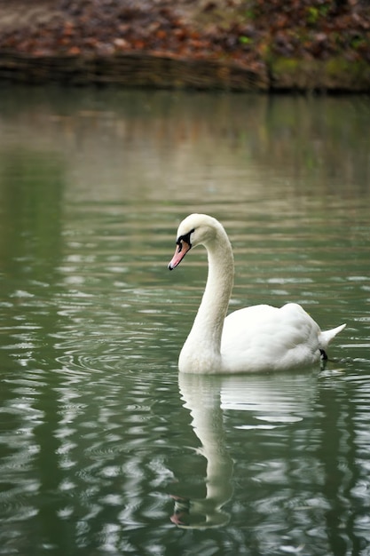 Retrato de cisne blanco Cisne nadando en un río