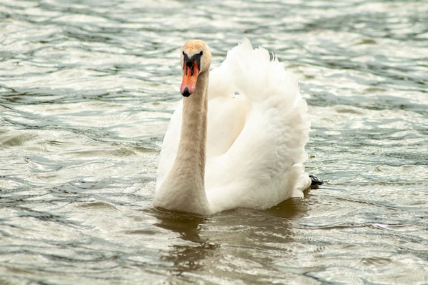 retrato de cisne blanco en el lago