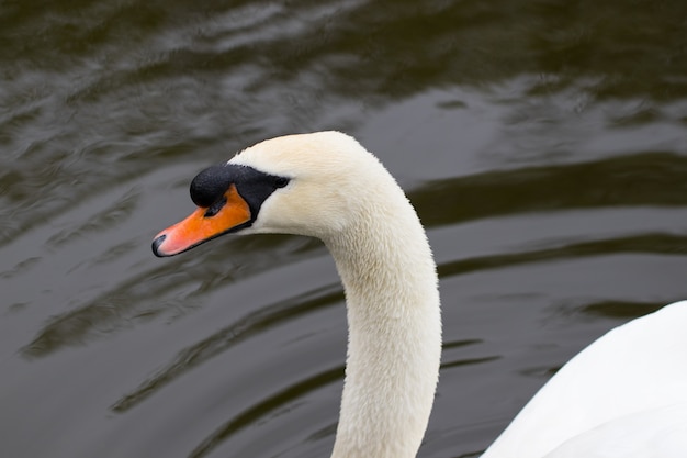 Retrato de un cisne blanco con pico naranja, primer plano.