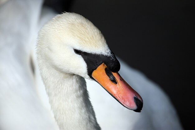 Foto retrato de un cisne blanco