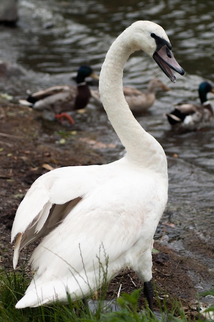 retrato de cisne blanco