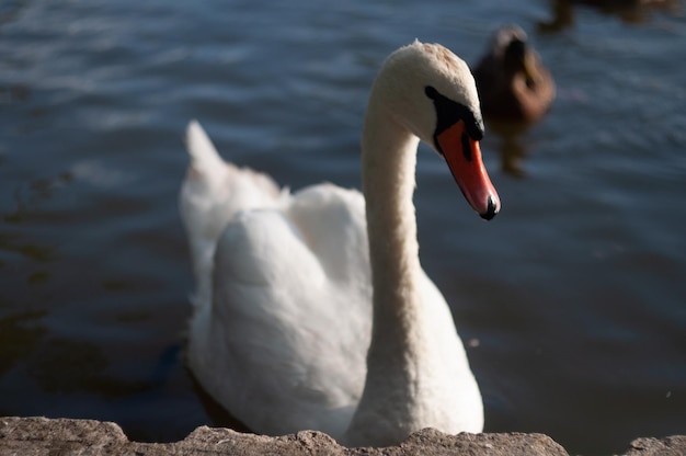 retrato de cisne blanco