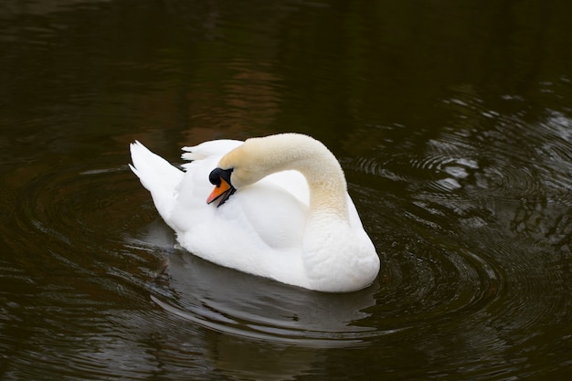 Retrato, cisne branco, bico laranja, close-up