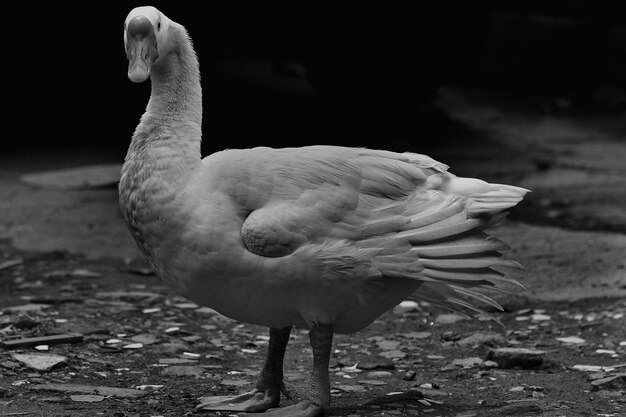 Foto retrato de un cisne