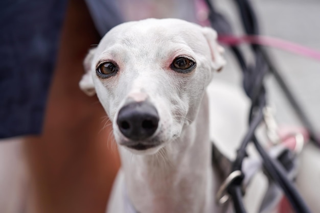 Retrato de clausura de galgo español blanco - galgo español - cara de perro, orejas hacia atrás.