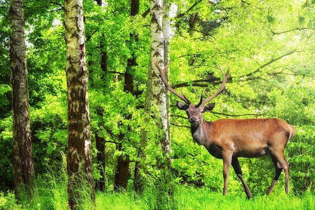 Retrato de clausura de hermosos ciervos salvajes con cuernos caminando en el bosque verde de primavera