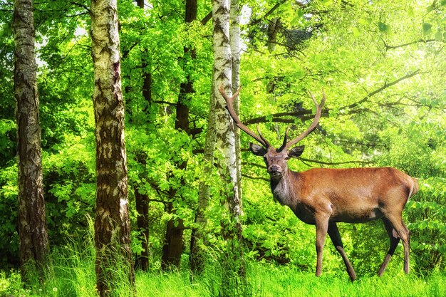 Retrato de clausura de hermosos ciervos salvajes con cuernos caminando en el bosque verde de primavera