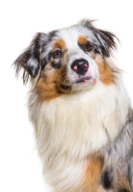 Retrato closeup cabeza de perro pastor australiano blue merle aislado en blanco