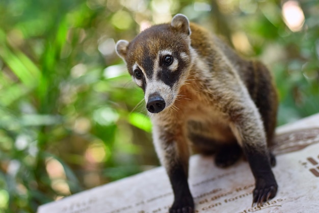 Retrato de un Coatí en su entorno natural # 2