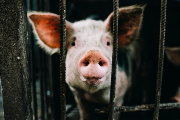 Retrato de cochinillo rosa en la jaula.