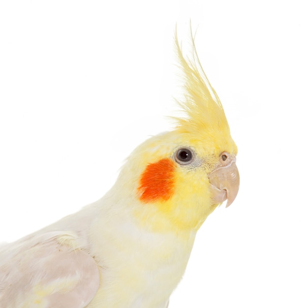 retrato de cockatiel