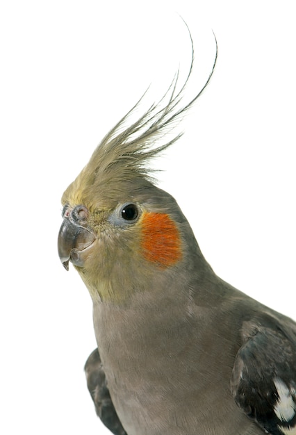 retrato de cockatiel