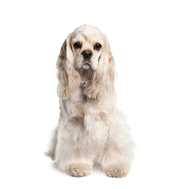 Retrato de Cocker Spaniel Americano, 1 año de edad. Retrato de perro aislado