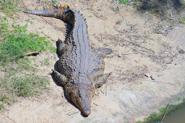 Un retrato de cocodrilo. Cocodrilo de agua dulce de la granja.