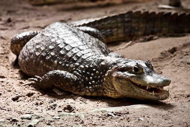 Retrato de un cocodrilo en un reptilarium