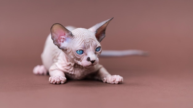 Retrato de color chocolate visón y gatito blanco de raza sphynx canadiense sobre fondo marrón