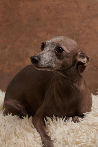 Retrato de color marrón de perro galgo italiano posando aislado en una alfombra mullida en el estudio