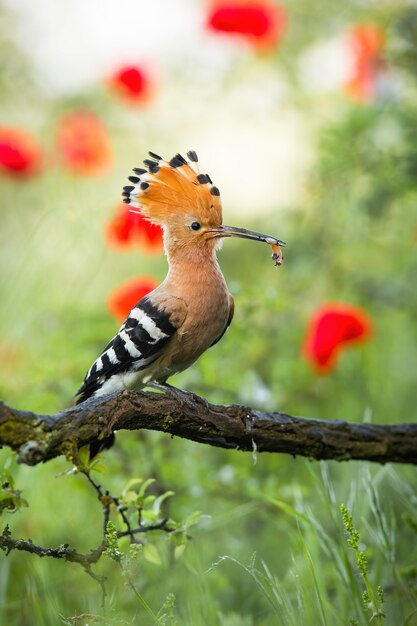 Retrato colorido de verão da poupa eurasiana upupa epops comendo no galho