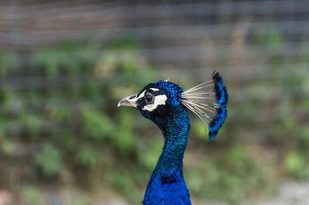 Foto retrato de un colorido pavo real