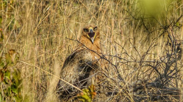 Foto retrato de una cometa en medio de plantas muertas en el parque nacional kruger