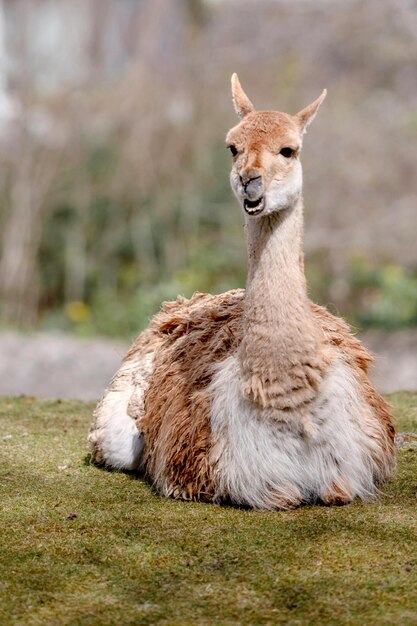 Foto retrato de un conejo en el campo