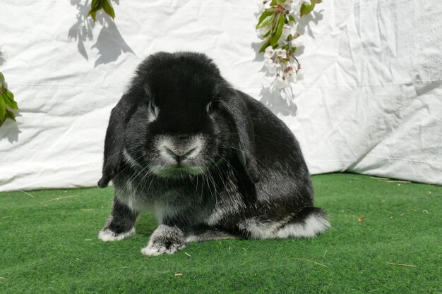 Foto retrato de un conejo negro sentado en la hierba