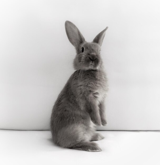 Foto retrato de un conejo de pie en el suelo contra la pared