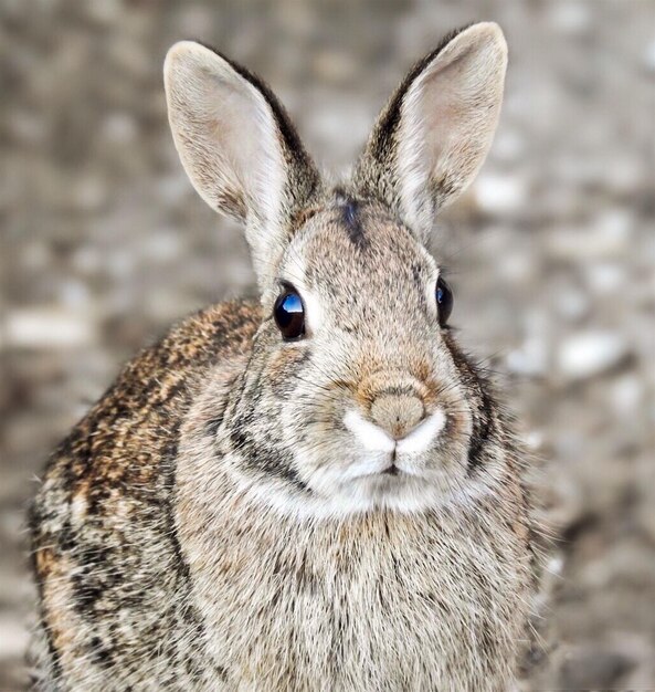 Foto retrato de conejo en primer plano