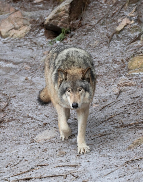 Retrato de un conejo en la roca