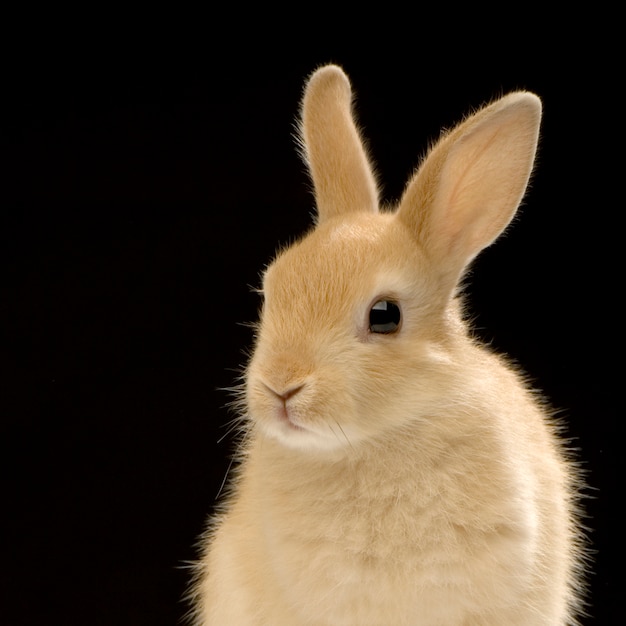 Retrato de conejo