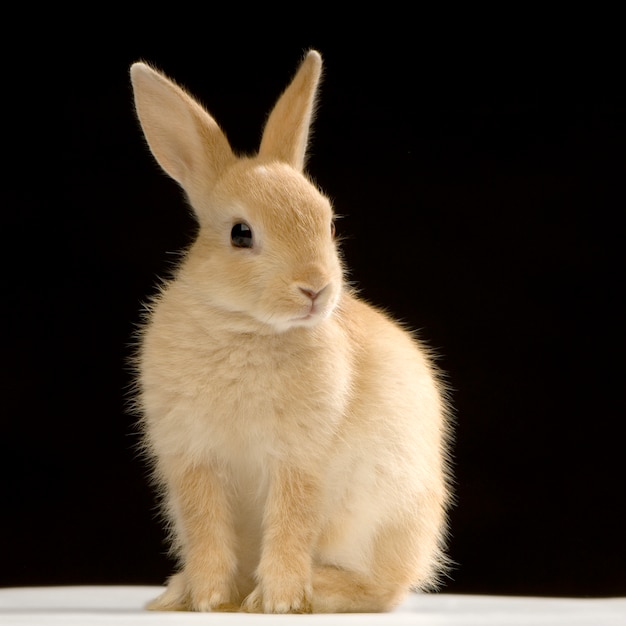 Retrato de conejo