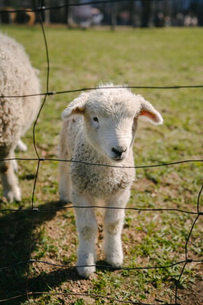 Foto retrato de un cordero en el campo