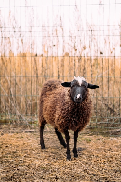 Retrato de un cordero esponjoso marrón de pie en un corral junto a una valla zoológico de mascotas doméstico alto