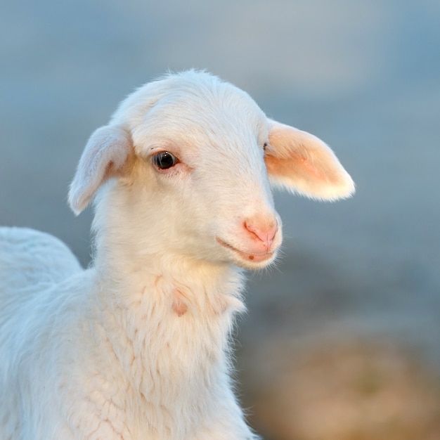 Retrato de un cordero lindo en la naturaleza