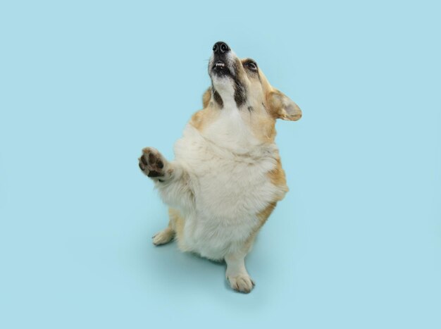 Retrato de un corgi gales Pembroque pidiendo comida aislado sobre un fondo azul pastel